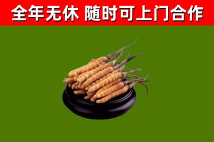 灵寿回收冬虫夏草